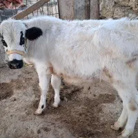 گاو وگوساله نر