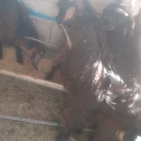 سلام بز سرحال|حیوانات مزرعه|خاش, |دیوار