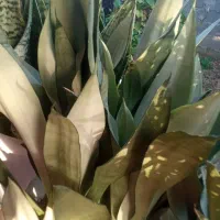 فروش گل|گل و گیاه طبیعی|رشت, پل تالشان|دیوار