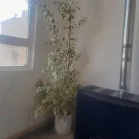 گلهای طبیعی