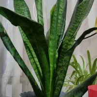 فروش گل سانسوریا