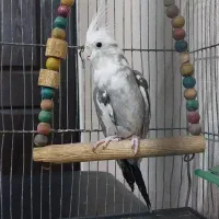 عروس هلندی ایزابلا