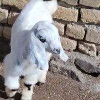 یک دانه بزغاله فروشی