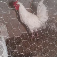 خروس گلین چهل تاج