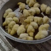 جوجه گوشتی