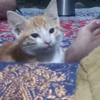 گربه پرشین گارفیلد