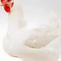 نیروی کار مرغداری