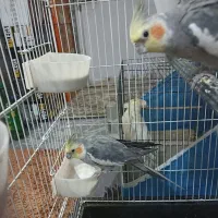 عروس هلندی لوتینو|پرنده|قم, قم نو|دیوار