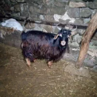 بزغاله نر|حیوانات مزرعه|چالدران, |دیوار