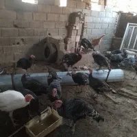 ۳۰عددبوغلمون نر و ماده|حیوانات مزرعه|سنگدوین, |دیوار