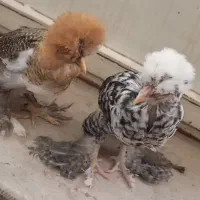 جوجه مرغ و خروس سلطان