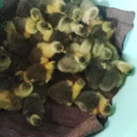 مرغ|پرنده|چمستان, |دیوار