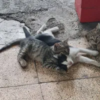 بچه گربه