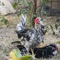خروس طوسی گلین