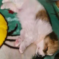 پامر خرسی|سگ|پردیس, فاز ۹|دیوار