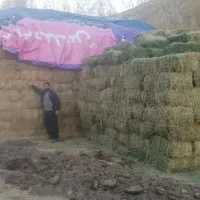 یونجه درجه یک خالص|خدمات باغبانی و درختکاری|قیدار, |دیوار