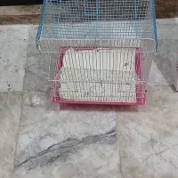 قفس قناری