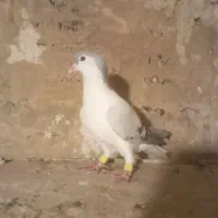 کبوتر