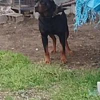 روتوایلر اصیل