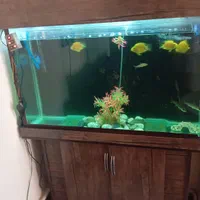 آکواریوم به همراه ماهی|ماهی|مشکین‌دشت, |دیوار