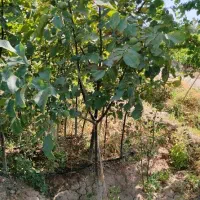 انواع نهال های مثمر و قیر مثمر