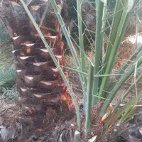 کار نخل