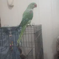 شاه طوطی تمیز