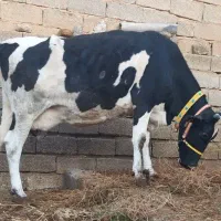 گاو هلشتاین آمریکای اصل صنعتی ۷ماه حامله۳۵کیلو شیر