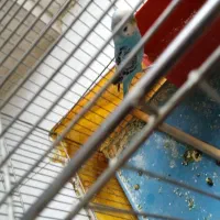 مرغ عشق|پرنده|مبارکه, |دیوار