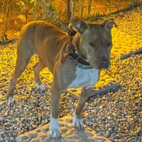 فروش سگ پیت بول ماده ۸ماهه