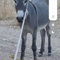 خر اخته گله ای