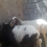 میش و بره