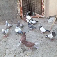 کفتر جوجه آس|پرنده|قم, کیوانفر|دیوار