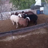 بره|حیوانات مزرعه|چگنی, |دیوار