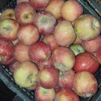 سیب درجه2قرمز و سفید|خوردنی و آشامیدنی|اشنویه, |دیوار