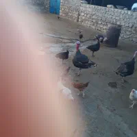 بوقلمون|پرنده|کوهدشت, |دیوار