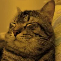 واگذاری گربه|گربه|برازجان, |دیوار