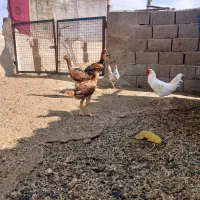 جوجه لاری|حیوانات مزرعه|تربت جام, خیرآباد|دیوار