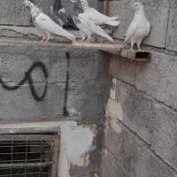 کبوتر|پرنده|میناب, |دیوار