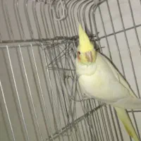 عروس هلندی|پرنده|لیسار, |دیوار