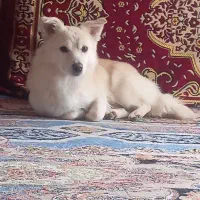 سگ پامر و شیتزو