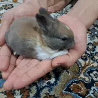 بچه خرگوش|موش و خرگوش|اهواز, زیتون کارگری|دیوار