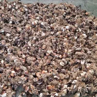 پیاز گل نرگس