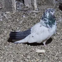 کبوتر کله دم سبز نوک چفت قنار کله ای نوک ریز دمی|پرنده|خزل, |دیوار