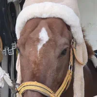 آموزش سوارکاری و مربیگری|اسب و تجهیزات اسب‌سواری|قائم‌شهر, |دیوار