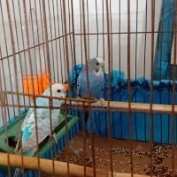 فروش پرنده|پرنده|میناب, |دیوار