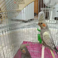 عروس هلندی قیمت مناسب