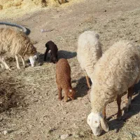 میش جوان با بره