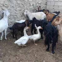 اردک نرو ماده