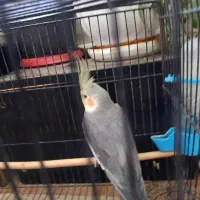 عروس هلندی نر